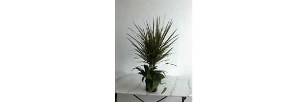 Dracaena Arrangement