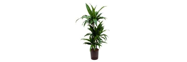 Dracaena deremensis 'Janet Craig'