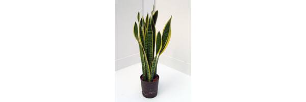 Sansevieria trifasciata 'Laurentii'