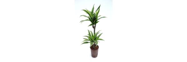 Dracaena deremensis 'Lemon'