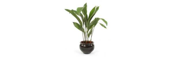 Aspidistra elatior  - Schusterpalme
