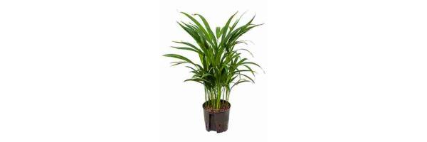 Chrysalidocarpus lutescens - Areca