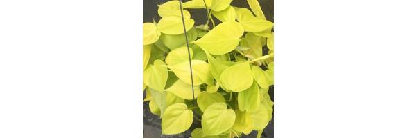 Philodendron scandens  'Lemon' 