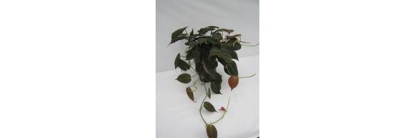 Philodendron scandens  'Oxidatum' / 'Micans'