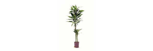 Dracaena deremensis 'Janet Lind' 