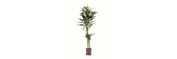 Dracaena deremensis 'Janet Lind' 