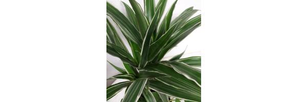 Dracaena deremensis 'Warneckii'