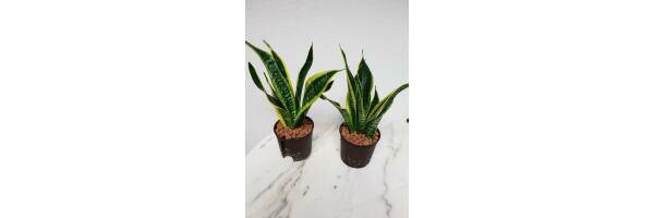 Sansevieria trifasciata 'Futura Superba'