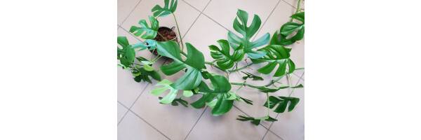 Rhaphidophora tetrasperma - Zwerg-Monstera - Mini-Monstera