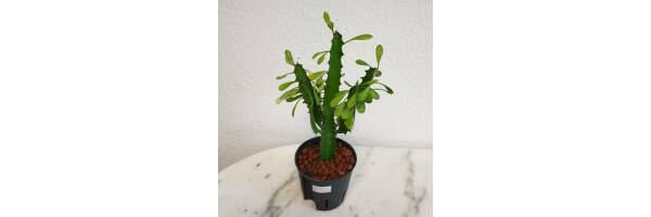 Euphorbia trigona - Dreikantige Wolfsmilch