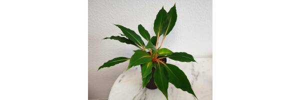 Palisota westlandia - (Chlorophytum orchidastrum Green Orange) 