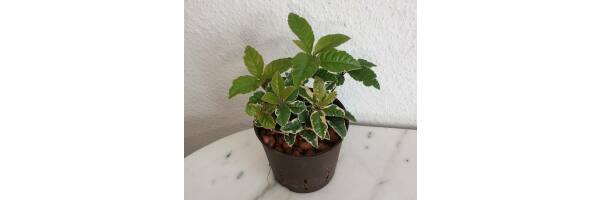 Ardisia malouiana variegata 