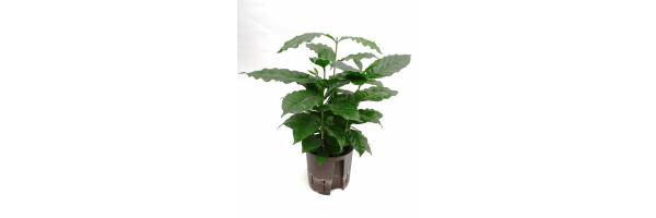 Coffea arabica - Kaffeestrauch - Kaffeepflanze 
