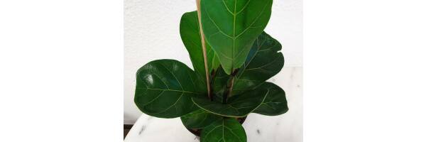 Ficus lyrata 'bambino' - Geigenfeige oder Geigenkasten Ficus