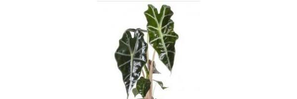 Alocasia amazonica - Pfeilblatt  