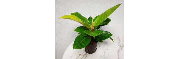 Philodendron imperial 'Neon'