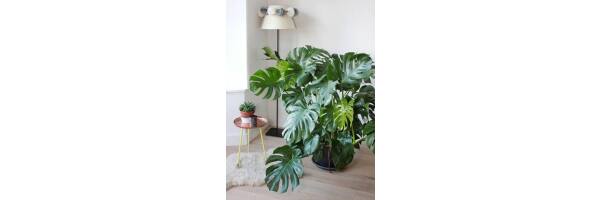 Monstera deliciosa