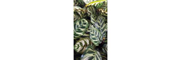 Calathea makoyana
