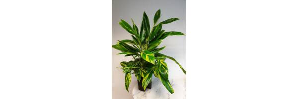 Alpinia zerumbet 'Variegata' - Muschelingwer