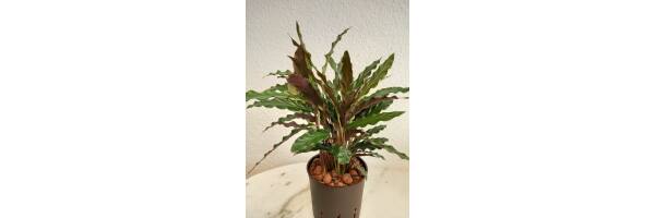 Calathea ruf. 'Wavestar'