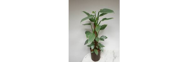 Philodendron hastatum 'Silver Queen'