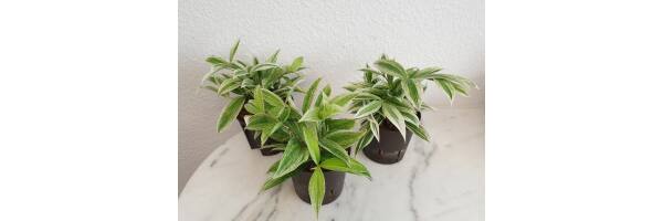 Dracaena surculosa 'Mike White'