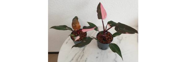 Philodendron 'Pink Princess'