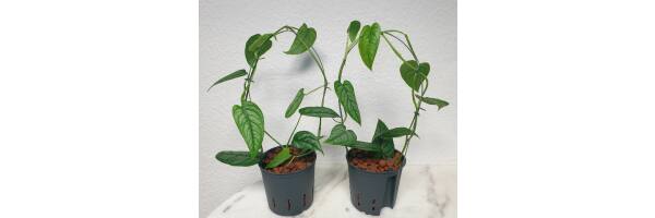 Philodendron Siltepecana