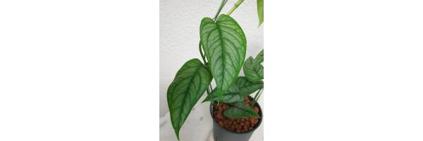 Philodendron Siltepecana