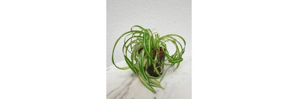 Chlorophytum comosum 'Bonnie'