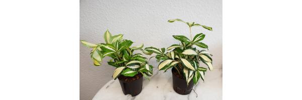 Dracaena surculosa 'Milky Way'