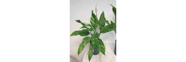 Spathiphyllum 'Variegata' - panaschiertes Einblatt grün-weiß
