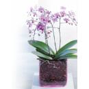 SERAMIS Orchideen Granulat 2,5 Liter