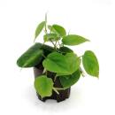 Philodendron scandens ( Ø 13/12 )