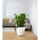 Lechuza Classico LB ( 35 x 33 (x22) ) mit ÜL