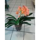 Clivia miniata ( Ø 15/19 ) mit Blüte