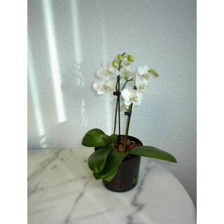 Phalaenopsis Orchidee ( Ø 13/12 ) 2-Blütentriebe weiß