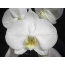 Phalaenopsis Orchidee ( Ø 13/12 ) 2-Blütentriebe weiß