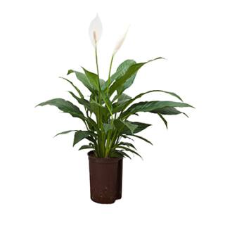 Spathiphyllum ( Ø 15/19 ) - Einblatt, 50-60 cm hoch