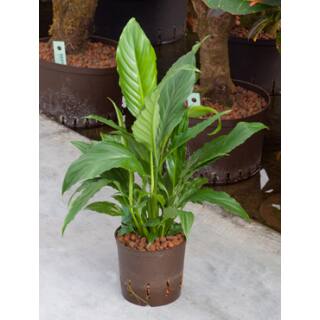 Spathiphyllum ( Ø 15/19 ) Einblatt HYDROKULTUR Spezialist Ihr e