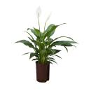 Spathiphyllum ( Ø 15/19 ) - Einblatt, 50-60 cm hoch