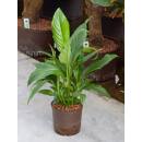 Spathiphyllum ( Ø 15/19 ) - Einblatt, 50-60 cm hoch