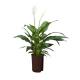 Spathiphyllum ( Ø 15/19 ) - Einblatt, 50-60 cm hoch