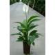 Spathiphyllum ( Ø 15/19 ) - Einblatt, 50-60 cm hoch