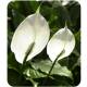 Spathiphyllum ( Ø 15/19 ) - Einblatt, 50-60 cm hoch