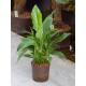 Spathiphyllum ( Ø 15/19 ) - Einblatt, 50-60 cm hoch