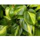 Philodendron scandens variegata Brasil ( Ø 13/12 )