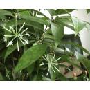 Dracaena surculosa Malaya Beauty ( Ø 13/12 )