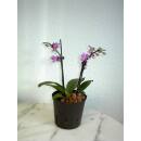 Phalaenopsis Orchidee ( Ø 13/12 ) 2-Blütentriebe pink weiß gestreift