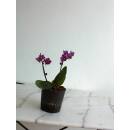 Phalaenopsis Orchidee ( Ø 13/12 ) 4-Blütentriebe lila